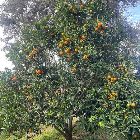 Maison Jardin D'agrumes - Lozari Βίλα Belgodère