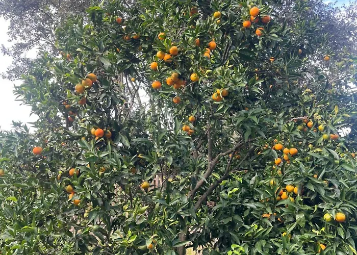 Maison Jardin D'agrumes - Lozari Vila Belgodère